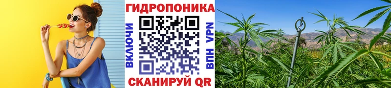 Конопля OG Kush Кувшиново